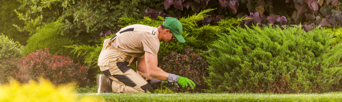 Gardener Weeding